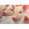 Diluyente Cronos conservación de semen porcino