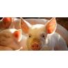 Intrauterine catheters for pigs
