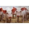 Hauptner Neoflex S ear tags trapezoid 40x50