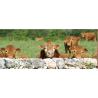 Allflex Junior ear tags trapezoid 58x56