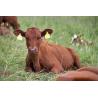 Allflex Maxi ear tags 74x100
