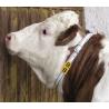 Numbers for bovine identification collars