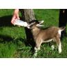 Lambs feeding bottle 450ml
