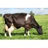Disinfection bottles for bovine teats