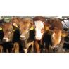 Dehiner de gas Portasol III para terneros y cabras