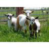 Electric dehorner for cattle and goats
