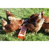 Comedero para gallinas jóvenes 50 x 12 cm