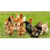 Vaschetta abbeveratoio per galline
