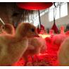 Lampada riscaldante Eurofarm rossa