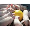 Antistress biting ball for pigs