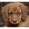 Dispencer sacchettini igienici per cani