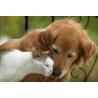 Ciotola doppia in plastica per cani e gatti