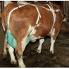 Protection net for bovine udders