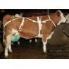 Protection net for bovine udders