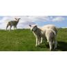 Sheep milking machine with 2 groups and 1 bin