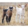 Goat milking machine with 2 groups with 1 bin