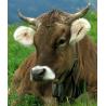 Alkaline disinfectant for milking machines