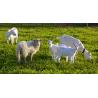 Replacement stainless steel bucket for sheep and goats