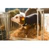 Premium thermal blanket for calves