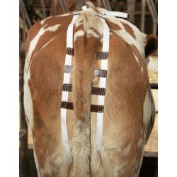 Prolapse bandage for cattle