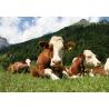 Pasture trough 150 lt - 380 lt