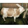Cepillo raspador Texas para ganado y caballos