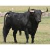 Pinza de castración para toros en acero inoxidable