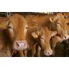 Cattle foot bath