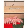 SunnyBoy 100W heating lamp