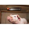 Lámpara calefactora SunnyBoy 150 W