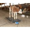 Different sizes livestock scales