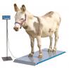 Different sizes livestock scales