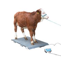 Different sizes livestock scales