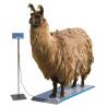 Different sizes livestock scales