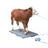 Different sizes livestock scales