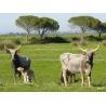 Tester indicatore tensione elettrica