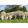 Green OviNet net for goats and sheep