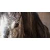 Shampoo Oster all'arancia per cavalli