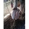 Demotec95 kit for cattle hooves