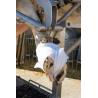 Cotton bandage for dressings (pack of 8 pieces)