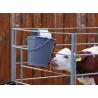 Classic bucket for calf feeding