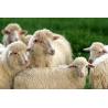 Outdoor rack for sheep