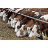 Collar with snap buckle for cattle