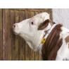 Identifying collar for cattle