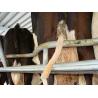 Cortadora TailWell para colas de ganado