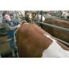Calf-stop for cattle