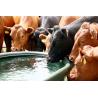 Feeder with grazing tank