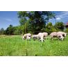 EasyNet electrified network with spacer for sheep and goats