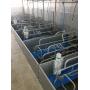 Comedero Mini Feeder para lechones pre destetados
