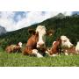 380 liter pasture drinking trough